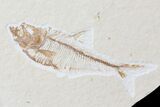 Detailed, Mioplosus Fossil Fish - Uncommon Species #85530-3